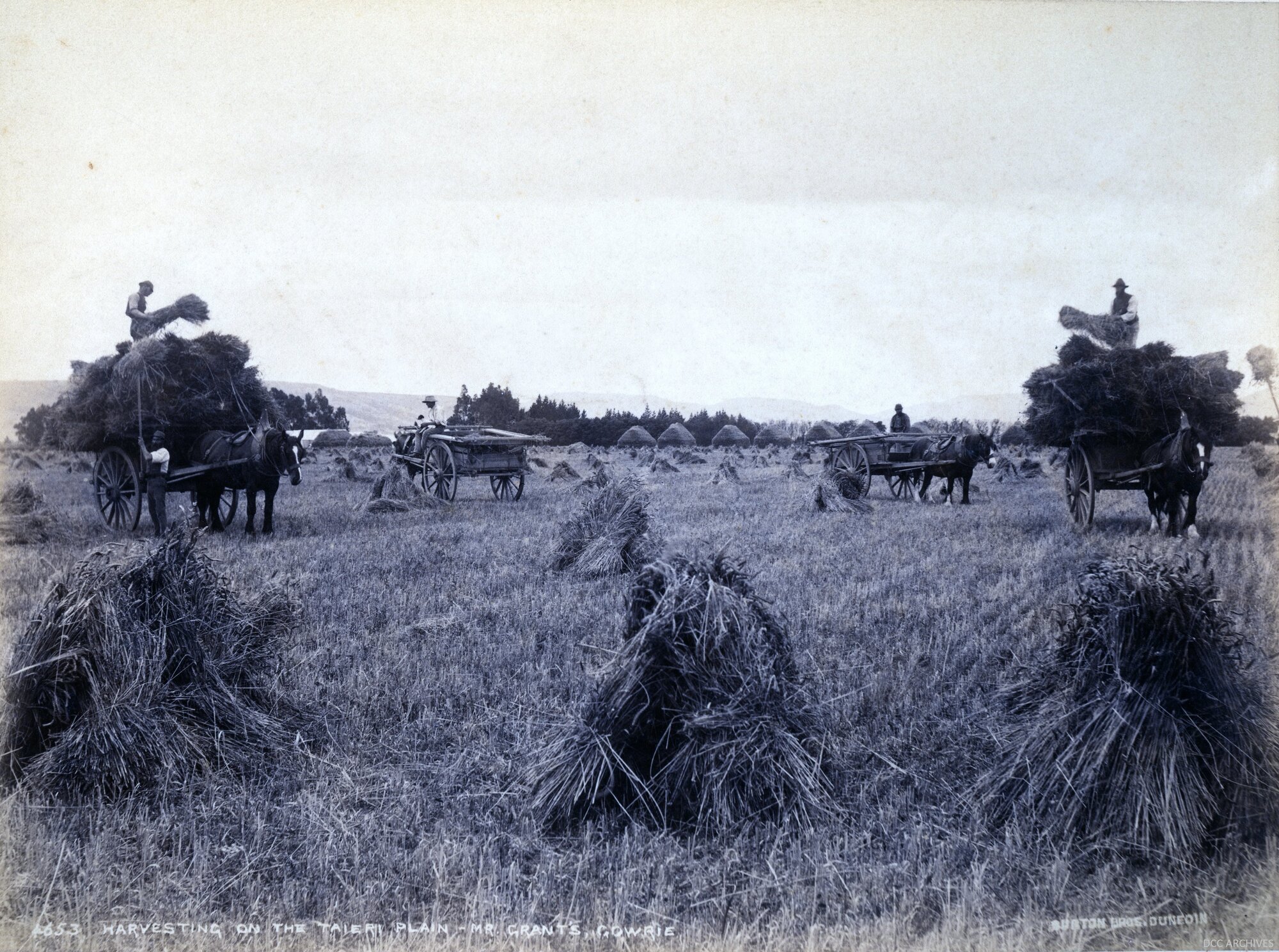 Harvesting on the Taieri Plain, Mr Grant's Gowrie