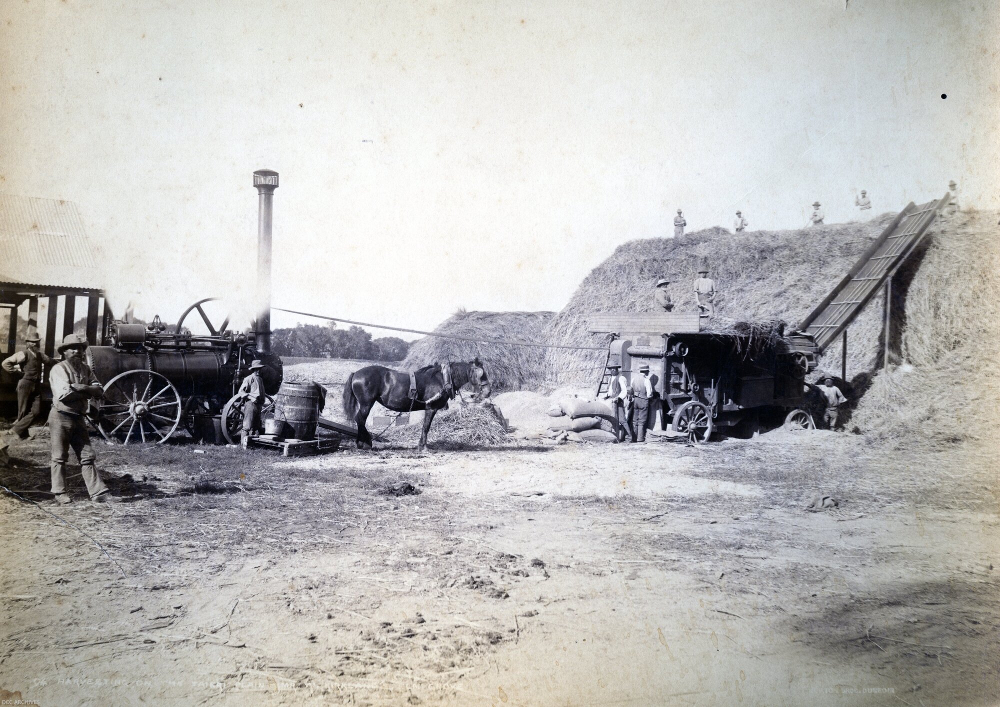 Harvesting on the Taieri Plain, Mr W Kirkland's Elm Grove