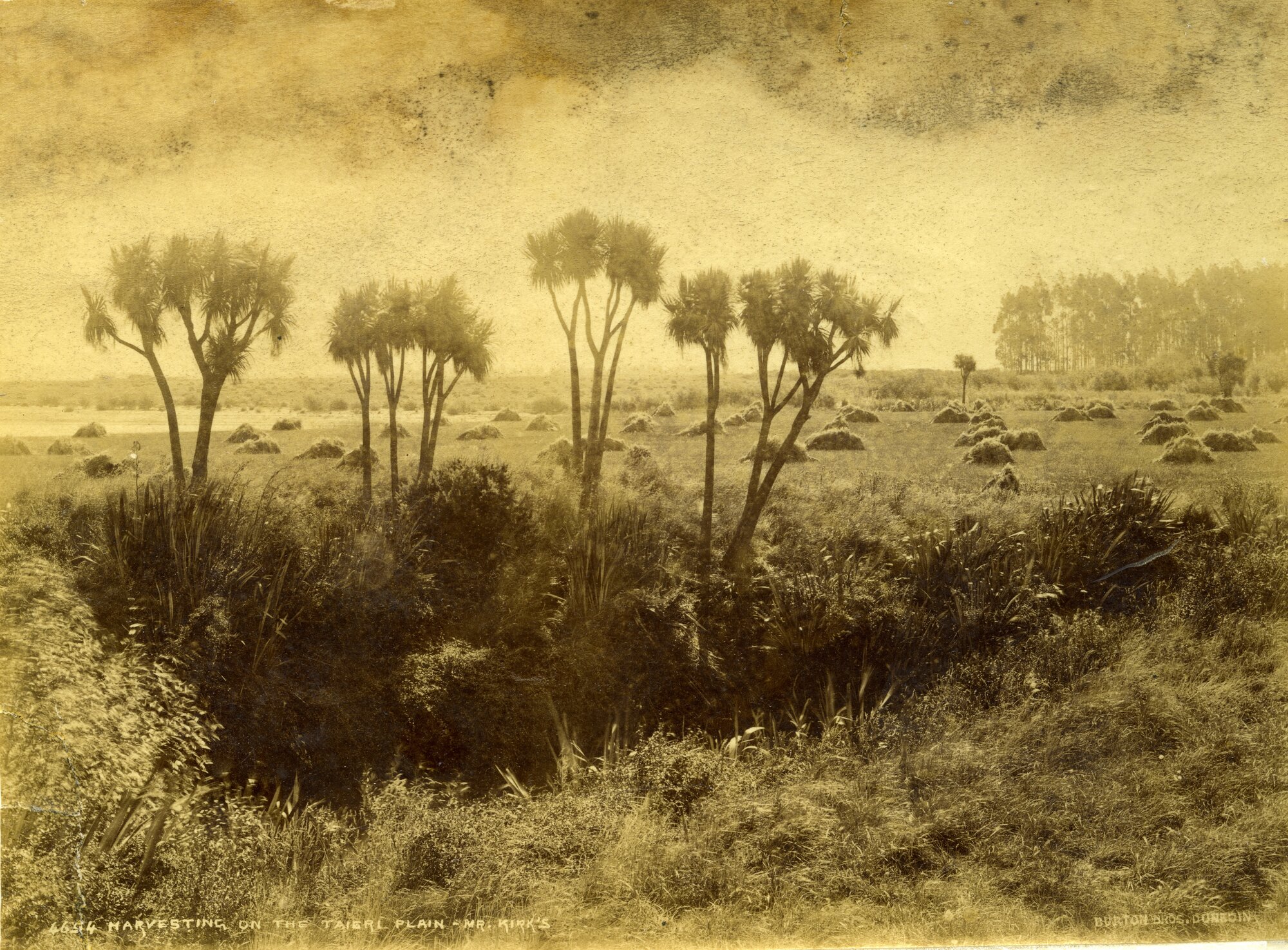 Harvesting on the Taieri Plain, Mr Kirk's Farm