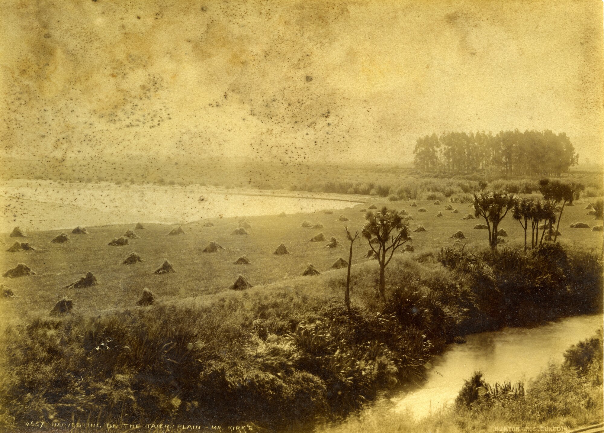 Harvesting on the Taieri Plain, Mr Kirk's Farm