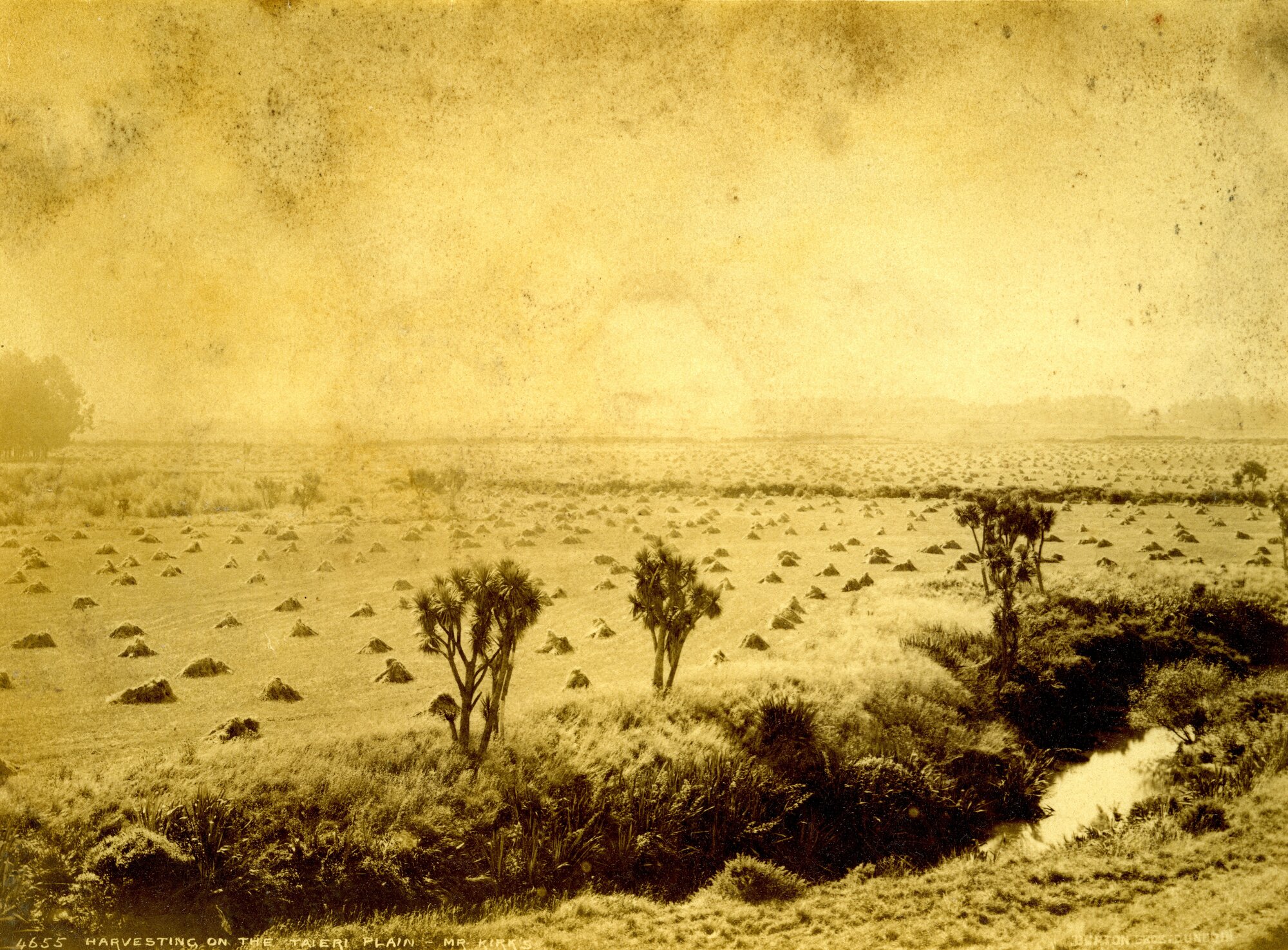 Harvesting on the Taieri Plain, Mr Kirk's Farm