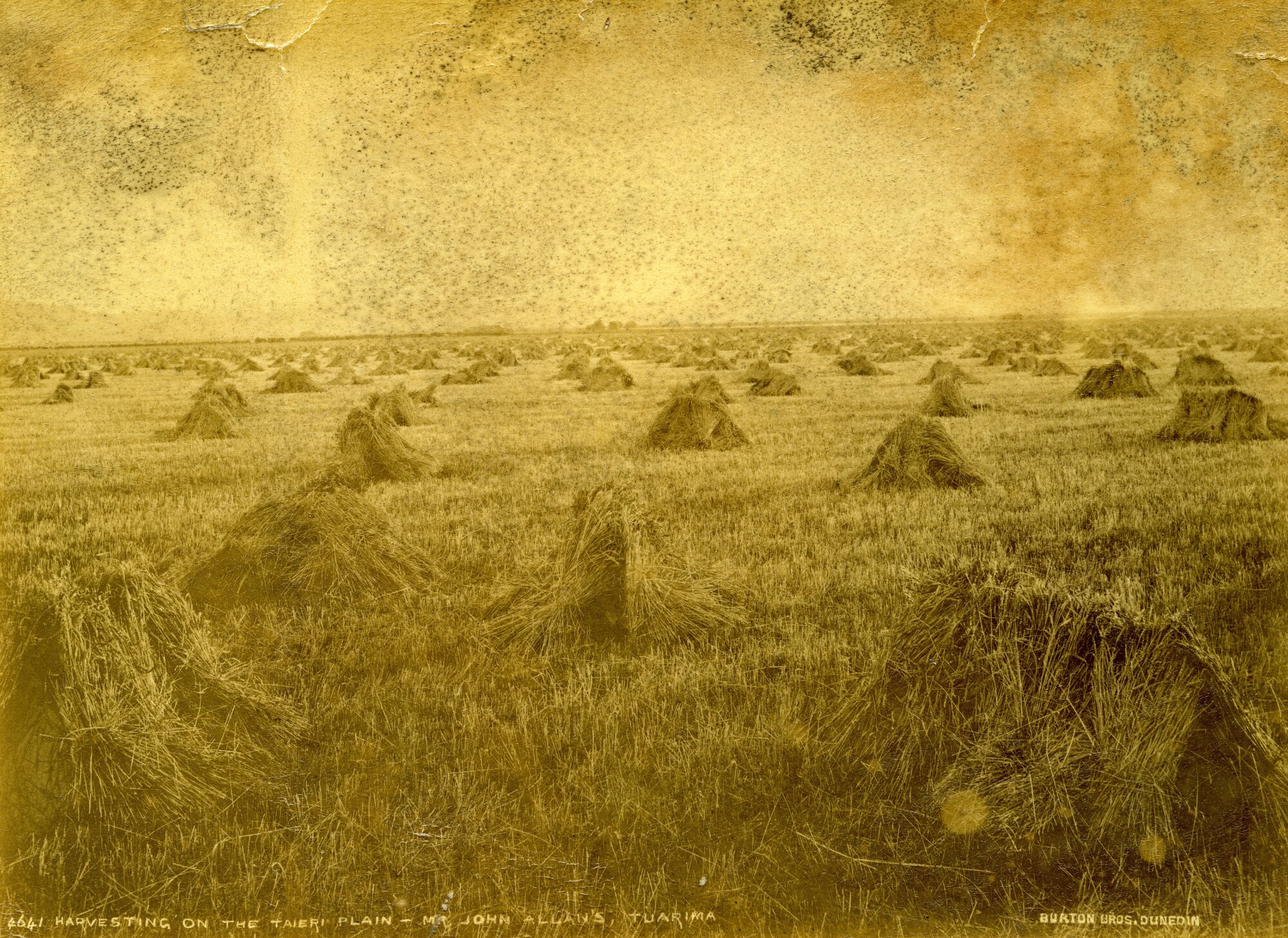 Harvesting on the Taieri Plain, Mr John Allan's Farm, Tuarima