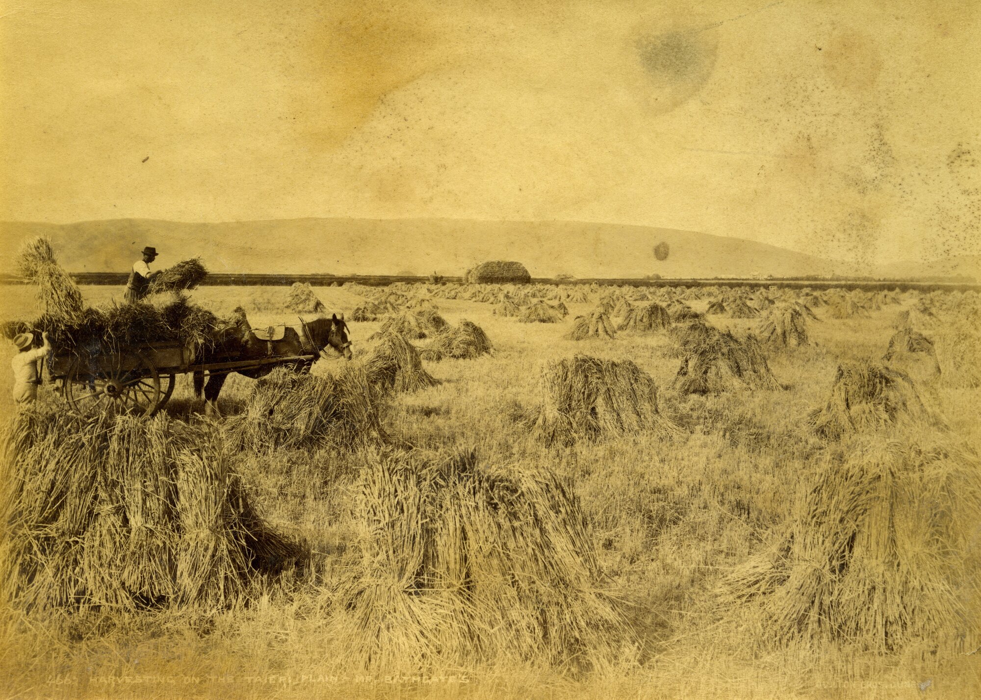 Harvesting on the Taieri Plain, Mr Bathgate's Farm