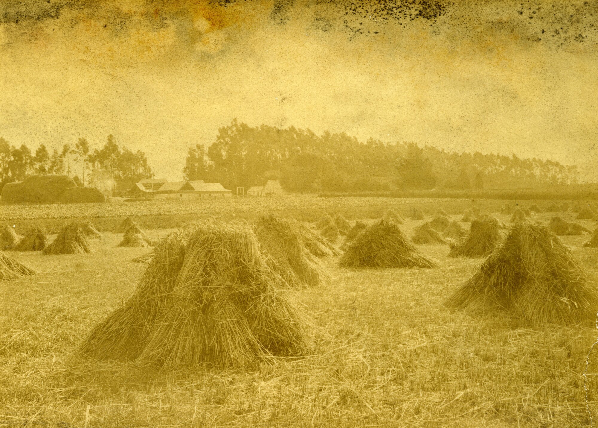 Harvesting on the Taieri Plain, Mr Kirkland's Elm Grove