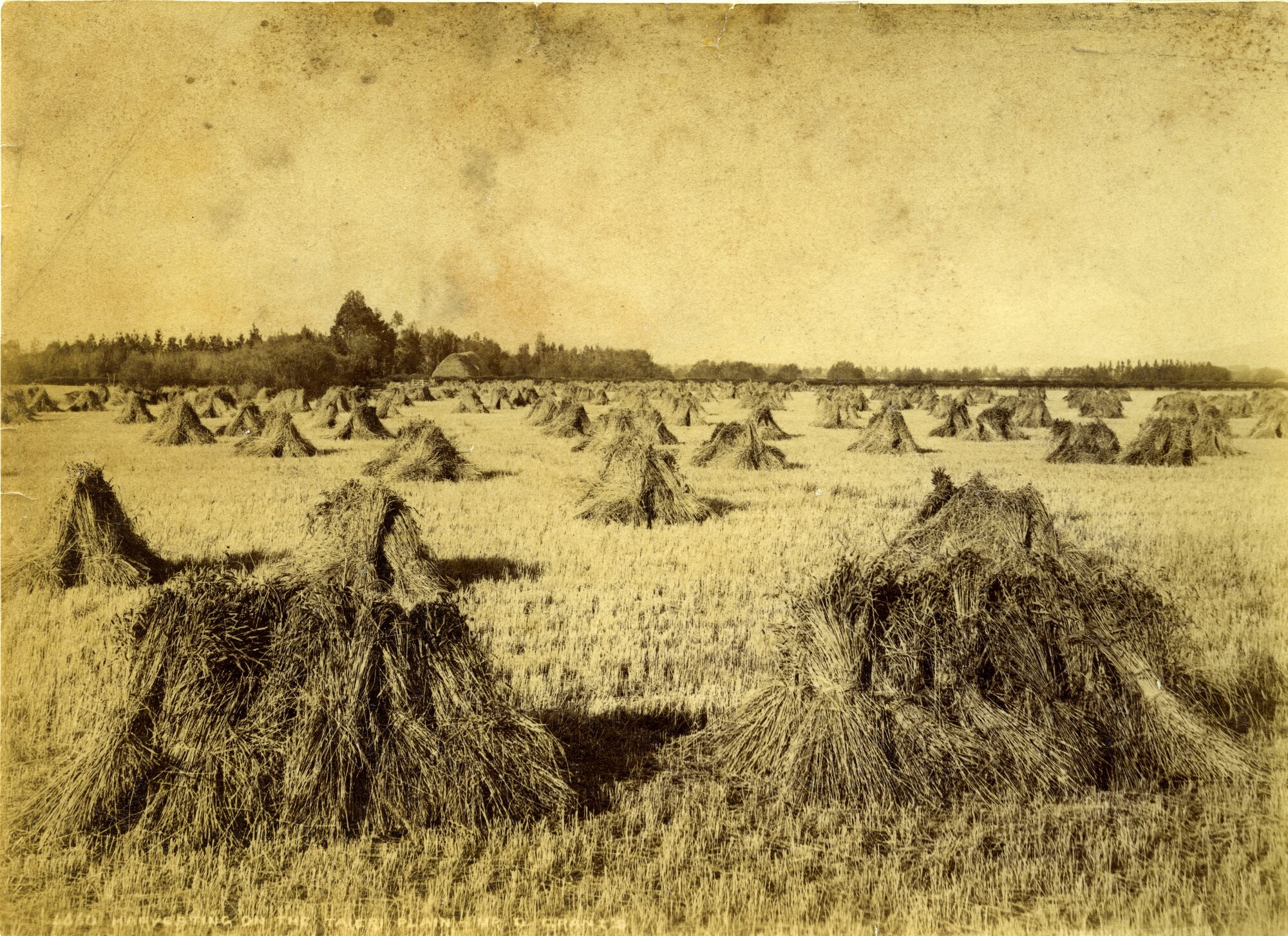 Harvesting on the Taieri Plain, Mr D Grant's Farm