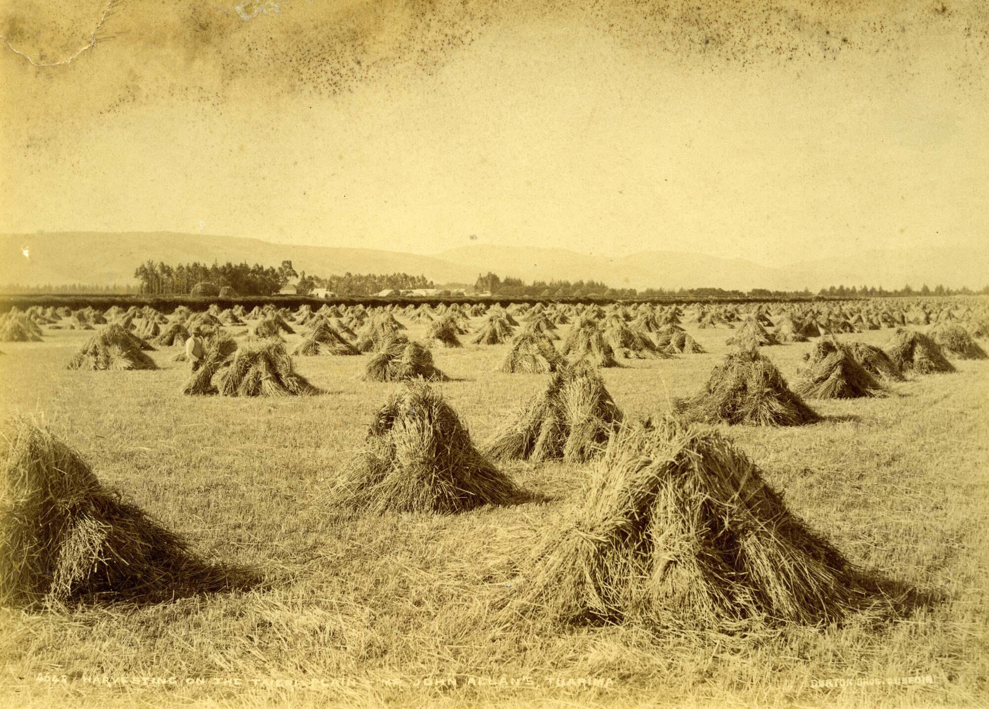 Harvesting on the Taieri Plain, Mr John Allan's Farm, Tuarima