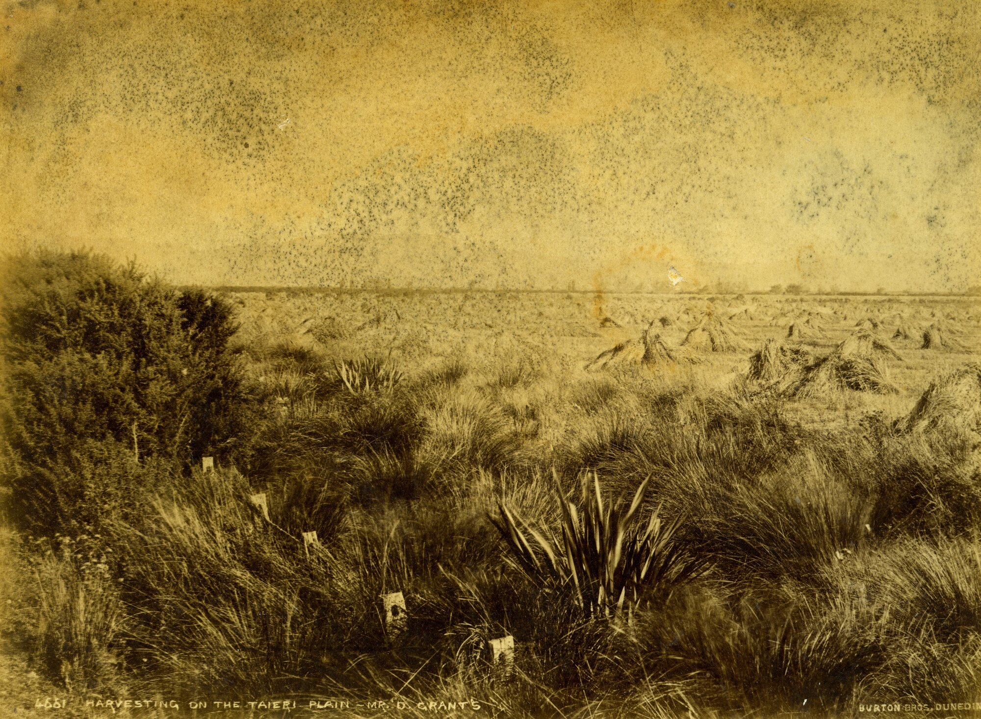 Harvesting on the Taieri Plain, Mr D Grant's Farm