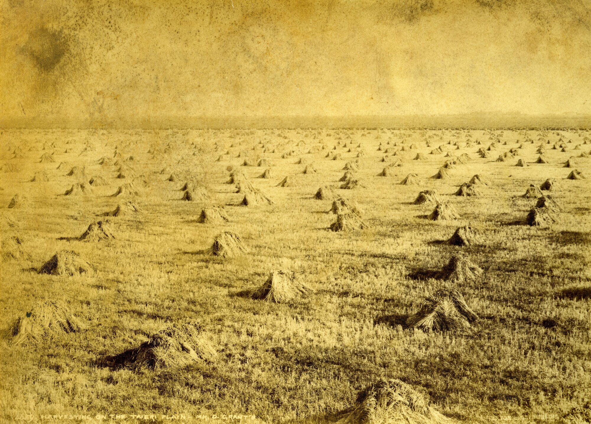 Harvesting on the Taieri Plain, Mr D Grant's Farm