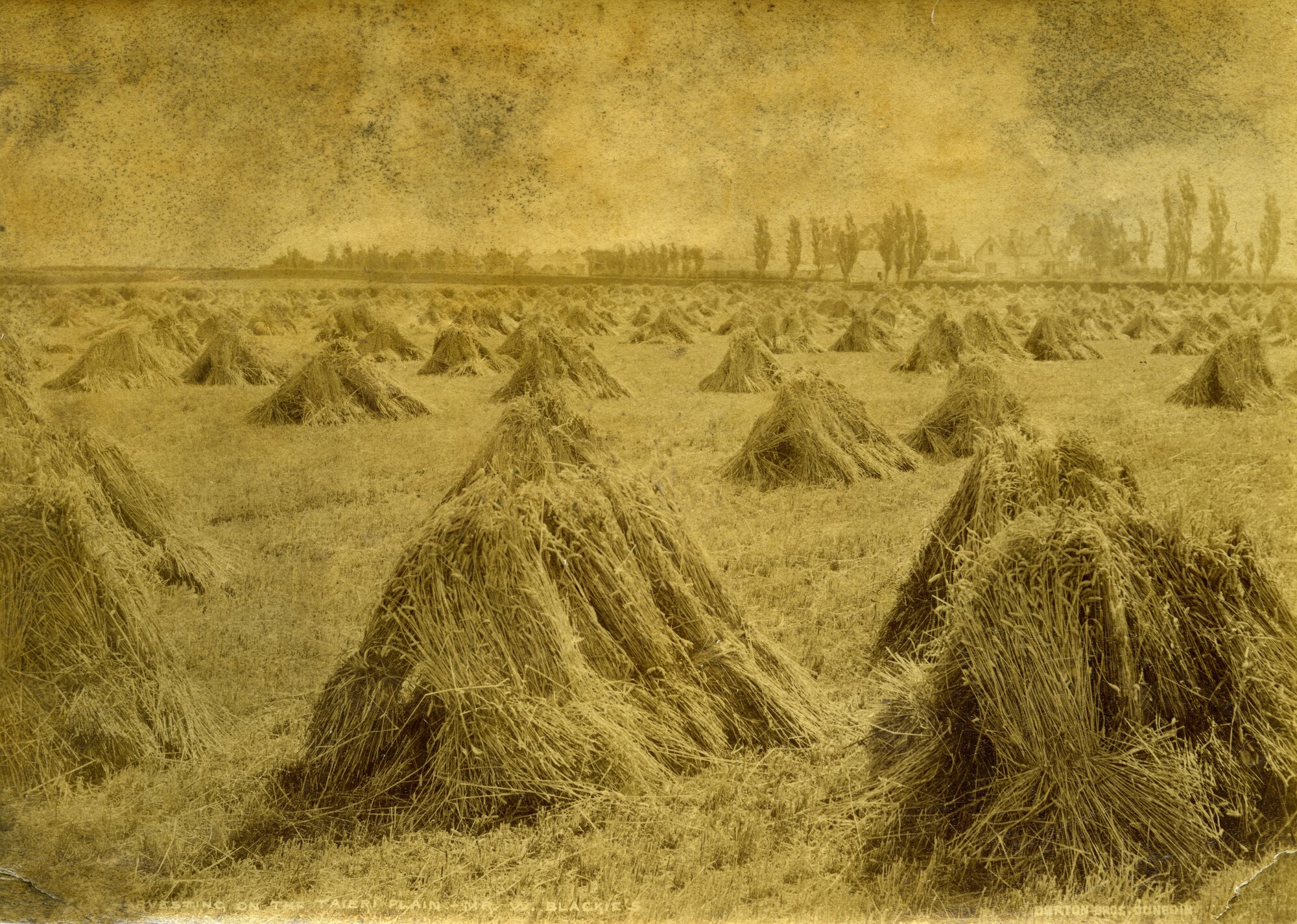 Harvesting on the Taieri Plain, Mr W Blackie's Farm