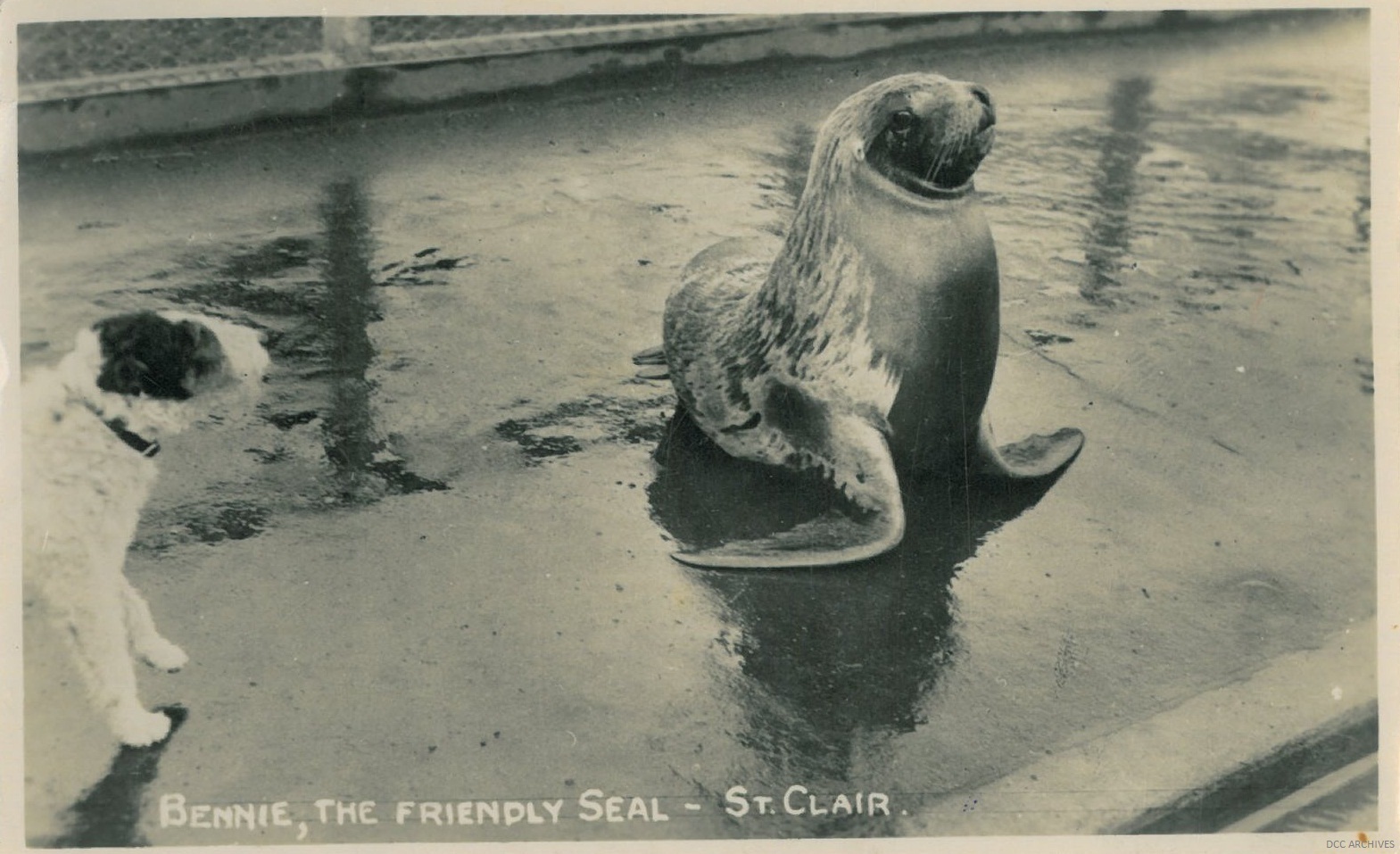 Bennie The Friendly Seal, St Clair