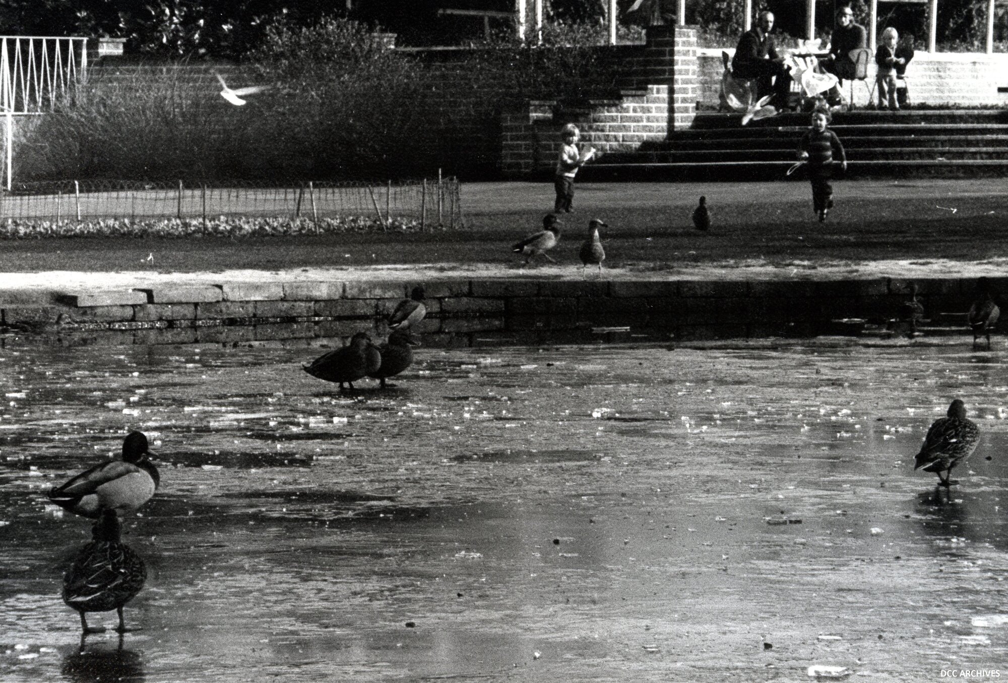 Ducks on Frozen Pond at Botanic Gardens