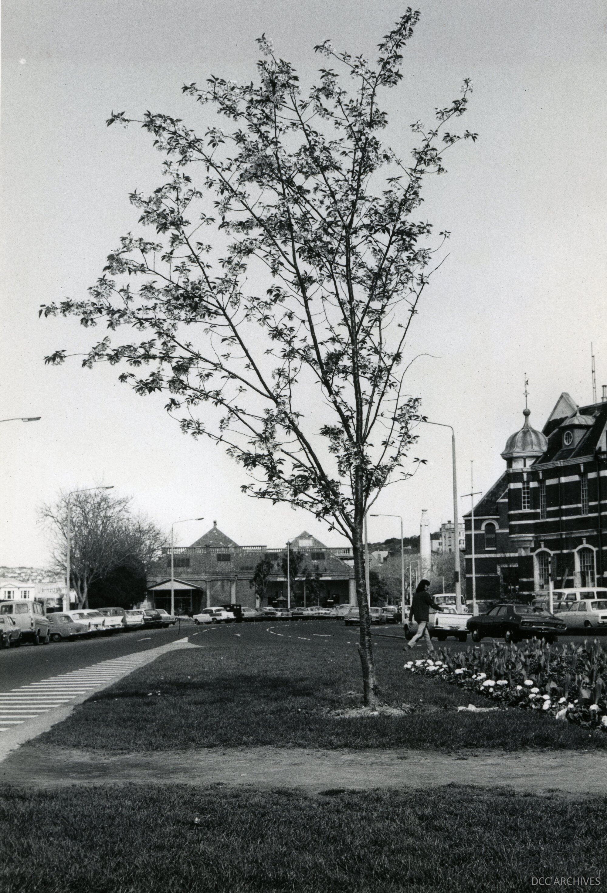 Tree in Anzac Square Gardens