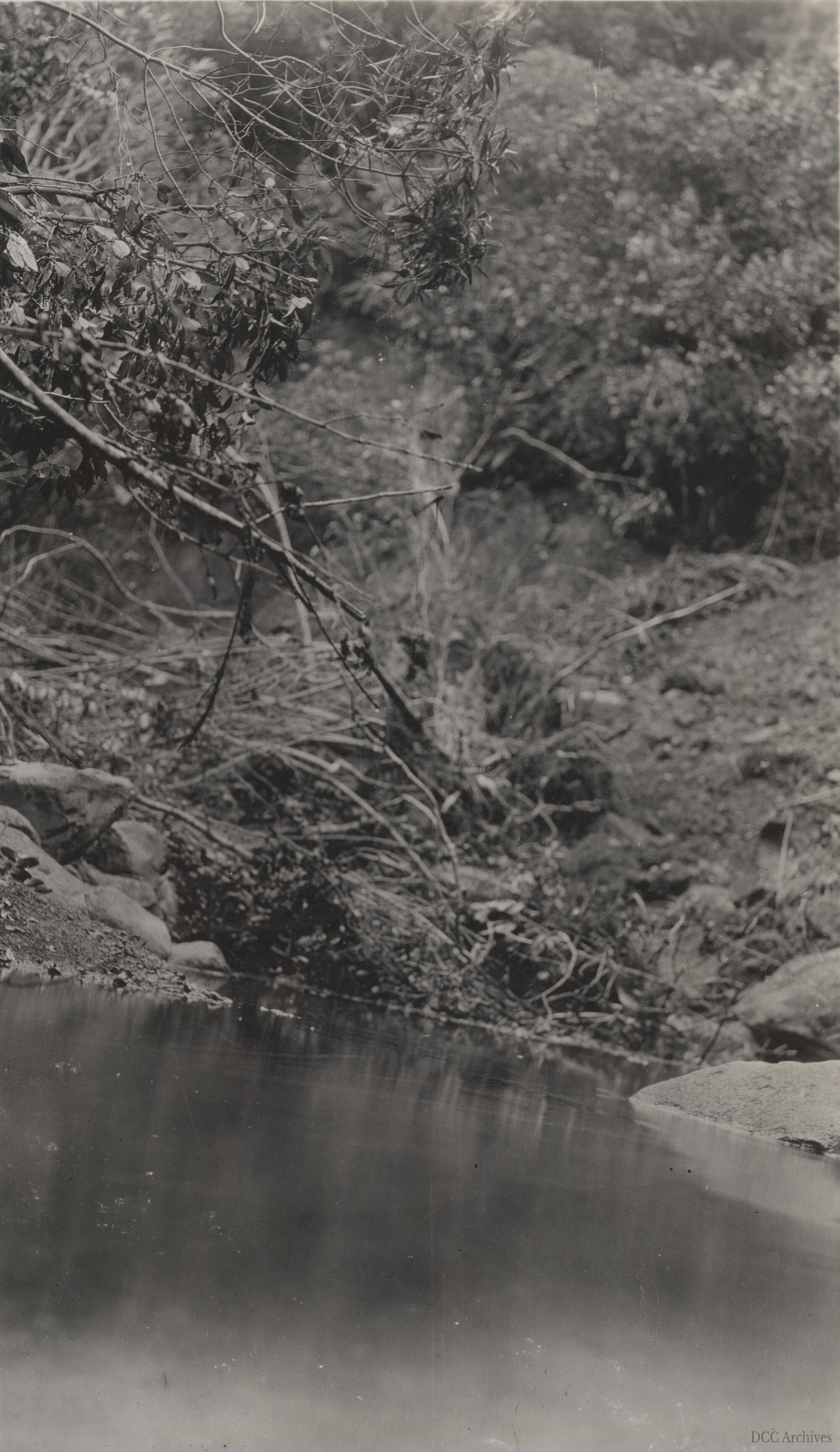 Morrison's Creek