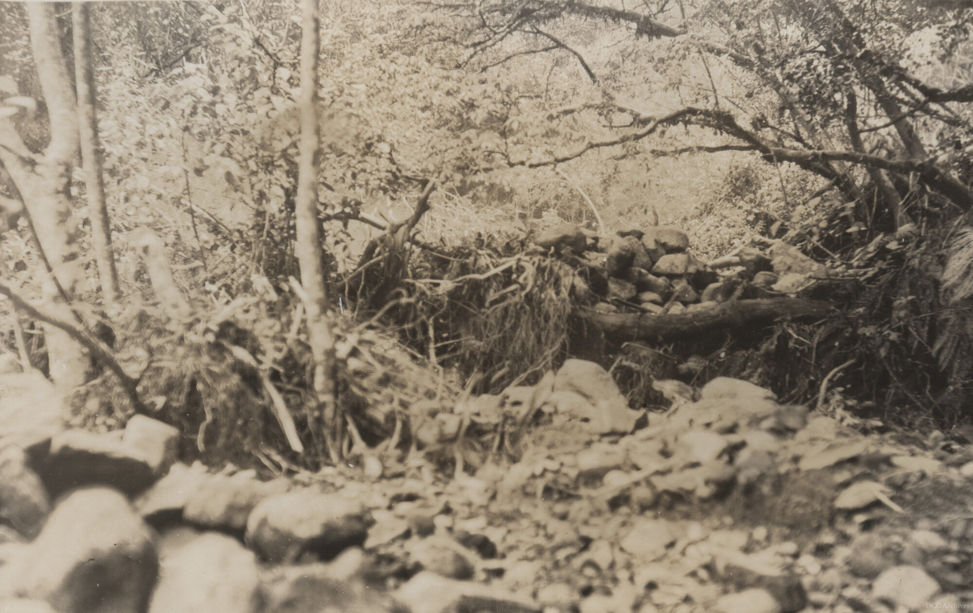 Morrison's Creek
