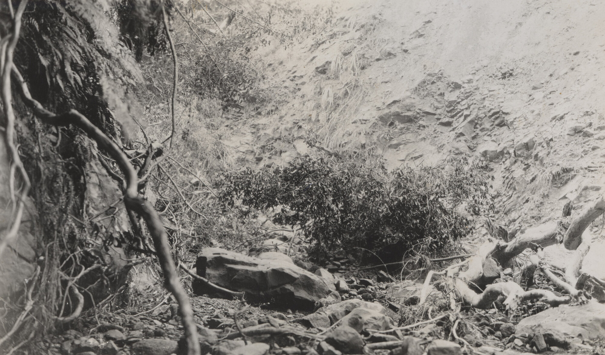 Morrison's Creek