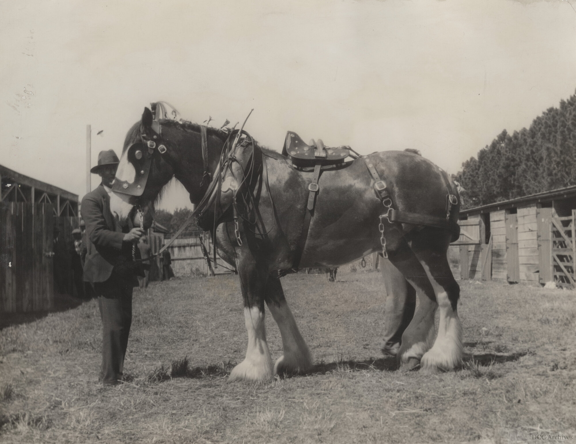 Sam, a Clydesdale Horse