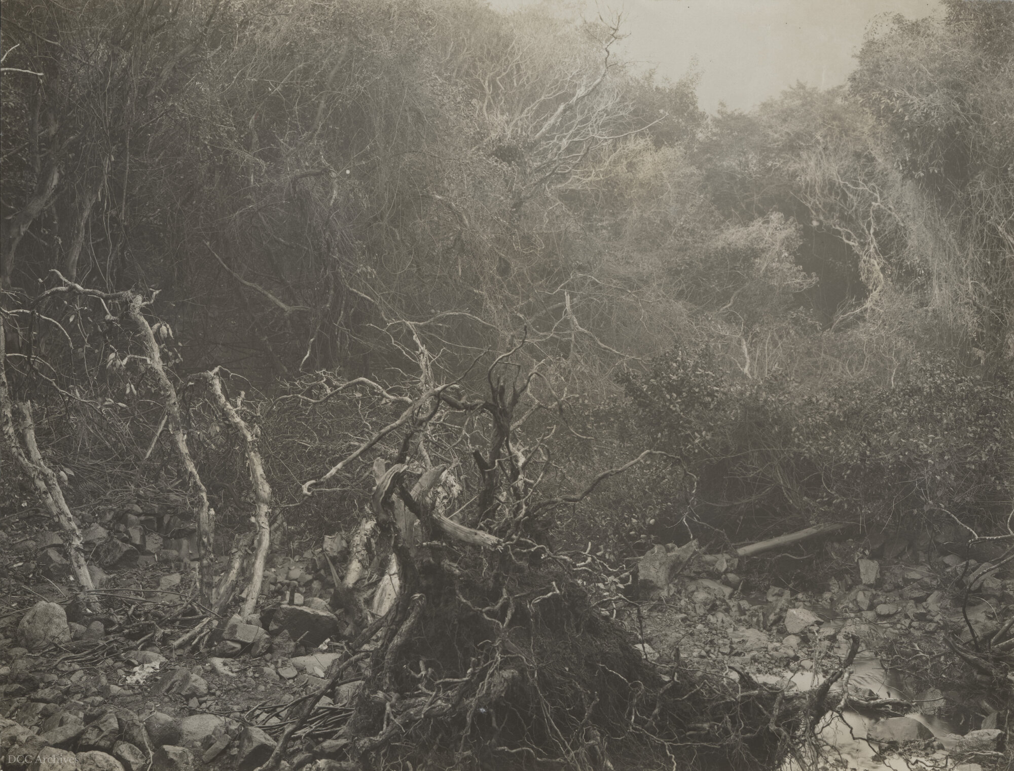 Morrison's Creek After Flood