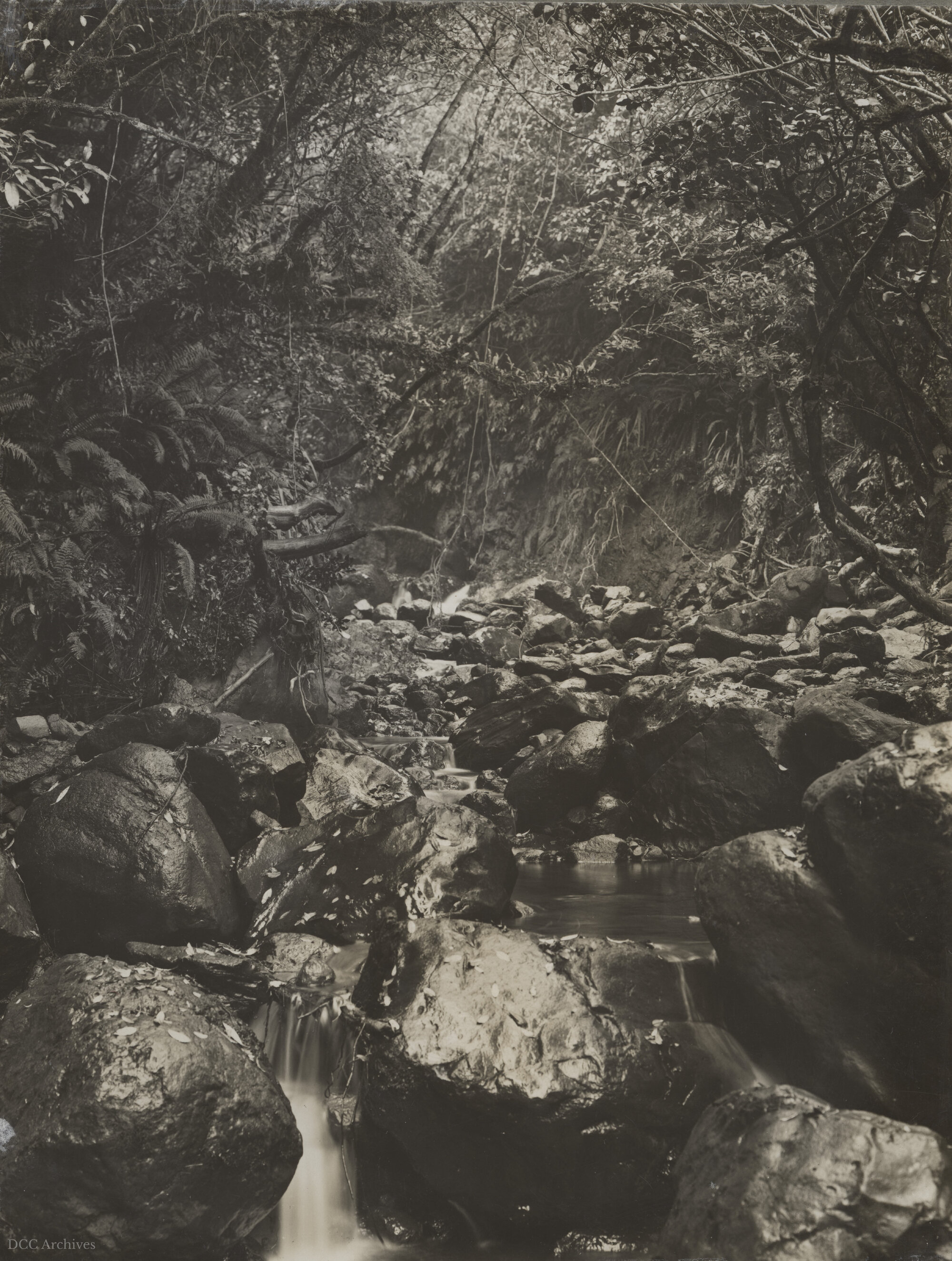Morrison's Creek