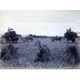 Harvesting on the Taieri Plain, Mr Grant's Gowrie