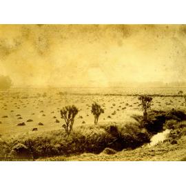 Harvesting on the Taieri Plain, Mr Kirk's Farm