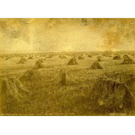 Harvesting on the Taieri Plain, Mr John Allan's Farm, Tuarima