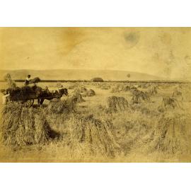 Harvesting on the Taieri Plain, Mr Bathgate's Farm