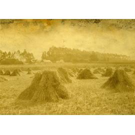Harvesting on the Taieri Plain, Mr Kirkland's Elm Grove