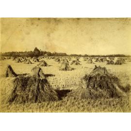 Harvesting on the Taieri Plain, Mr D Grant's Farm