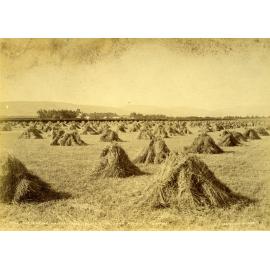 Harvesting on the Taieri Plain, Mr John Allan's Farm, Tuarima