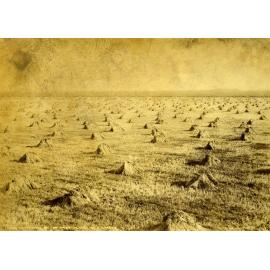 Harvesting on the Taieri Plain, Mr D Grant's Farm