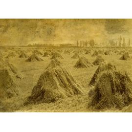 Harvesting on the Taieri Plain, Mr W Blackie's Farm