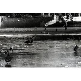 Ducks on Frozen Pond at Botanic Gardens