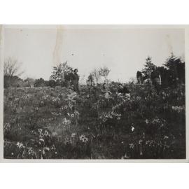 "Picking Daffs" at Dunedin Botanic Gardens