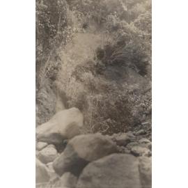 Morrison's Creek