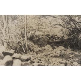 Morrison's Creek