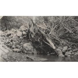 Morrison's Creek