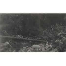 Morrison's Creek
