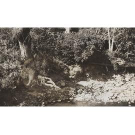 Leith River Erosion