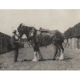 Sam, a Clydesdale Horse