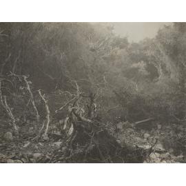 Morrison's Creek After Flood