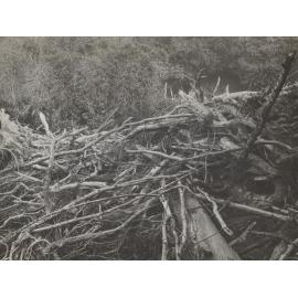 Cedar Creek Log Jam